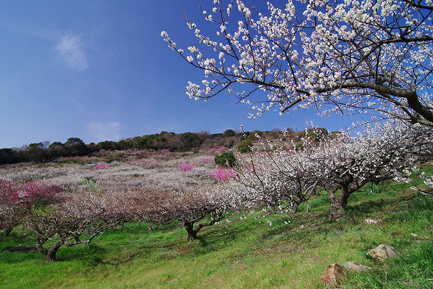 綾部山梅林